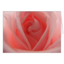 Pink Rose