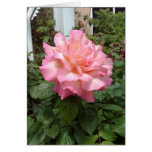 Pink Rose Cards