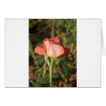 Pink Rose Cards