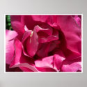 Pink Rose Close Large Prints and Posters