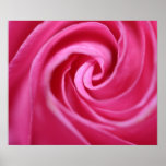 Pink rose closeup