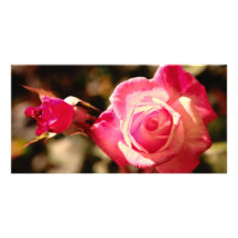 Pink rose customized photo card