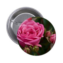 Pink Rose DSC3331