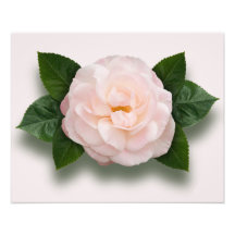 Pink Rose 'English Miss' Photo