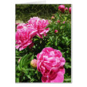 PINK ROSE - flower close up cards