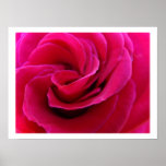 Pink Rose Flower Floral Fine art Prints roses
