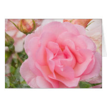 Pink rose "Fragrant Cloud" Greeting Cards