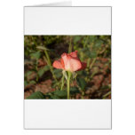 Pink Rose Greeting Card