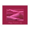 Pink rose - Happy Valentine's day postcards