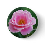 Pink rose in full bloom and meaning buttons