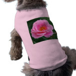 Pink rose in full bloom and meaning pet clothing