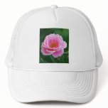 Pink rose in full bloom and meaning hats