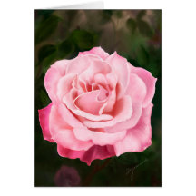 Pink Rose in Full Bloom Greeting Cards