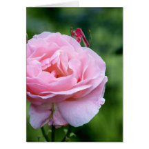 Pink rose in full bloom with buds greeting card