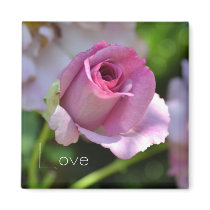 Pink Rose in Summer Magnet