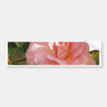 Pink rose "Jenny" Bumper Stickers