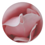 Pink Rose Kiss Stickers