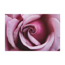 Pink Rose Macro Close Up Photo Canvas Print
