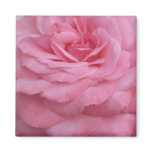 Pink Rose Magnet