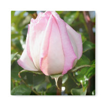 Pink Rose Magnet