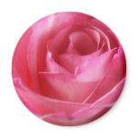 Pink Rose Magnet