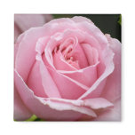 Pink Rose Magnet