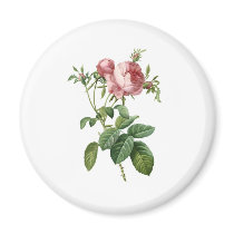 Pink Rose
