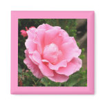 Pink Rose magnets