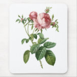 Pink Rose