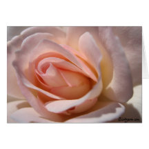 Pink Rose Note Cards