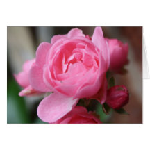 Pink Rose Notecard