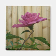 Pink Rose of Sharon Bloom Magnet