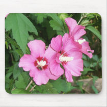Pink Rose of Sharon Flowers with bee Mousepads