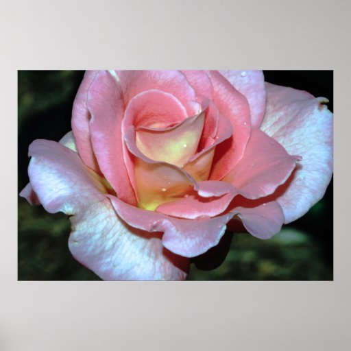 Pink Rose on Canvas Print