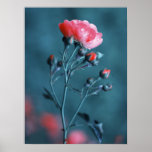 Pink Rose on Teal Poster