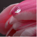 Pink Rose Photo Sculpture photo sculptures