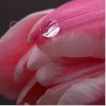 Pink Rose Photo Sculpture photo sculptures