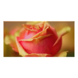 Pink Rose Photocard