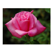 Pink Rose Post Card