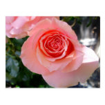 PINK ROSE POST CARD