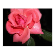 Pink Rose postcards