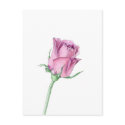 Pink Rose Postcard