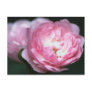 Pink Rose Postcard