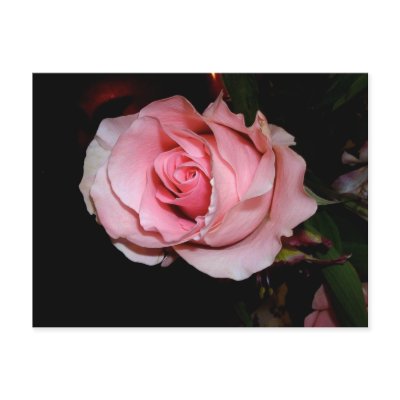 Pink Rose Post Cards by MovingLight