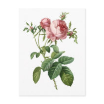 Pink Rose