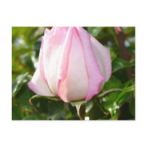 Pink Rose Post Card