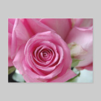 Pink Rose postcards