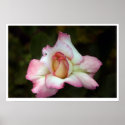 Pink Rose posters