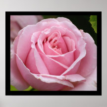 Pink Rose Poster