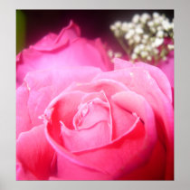 Pink Rose Poster